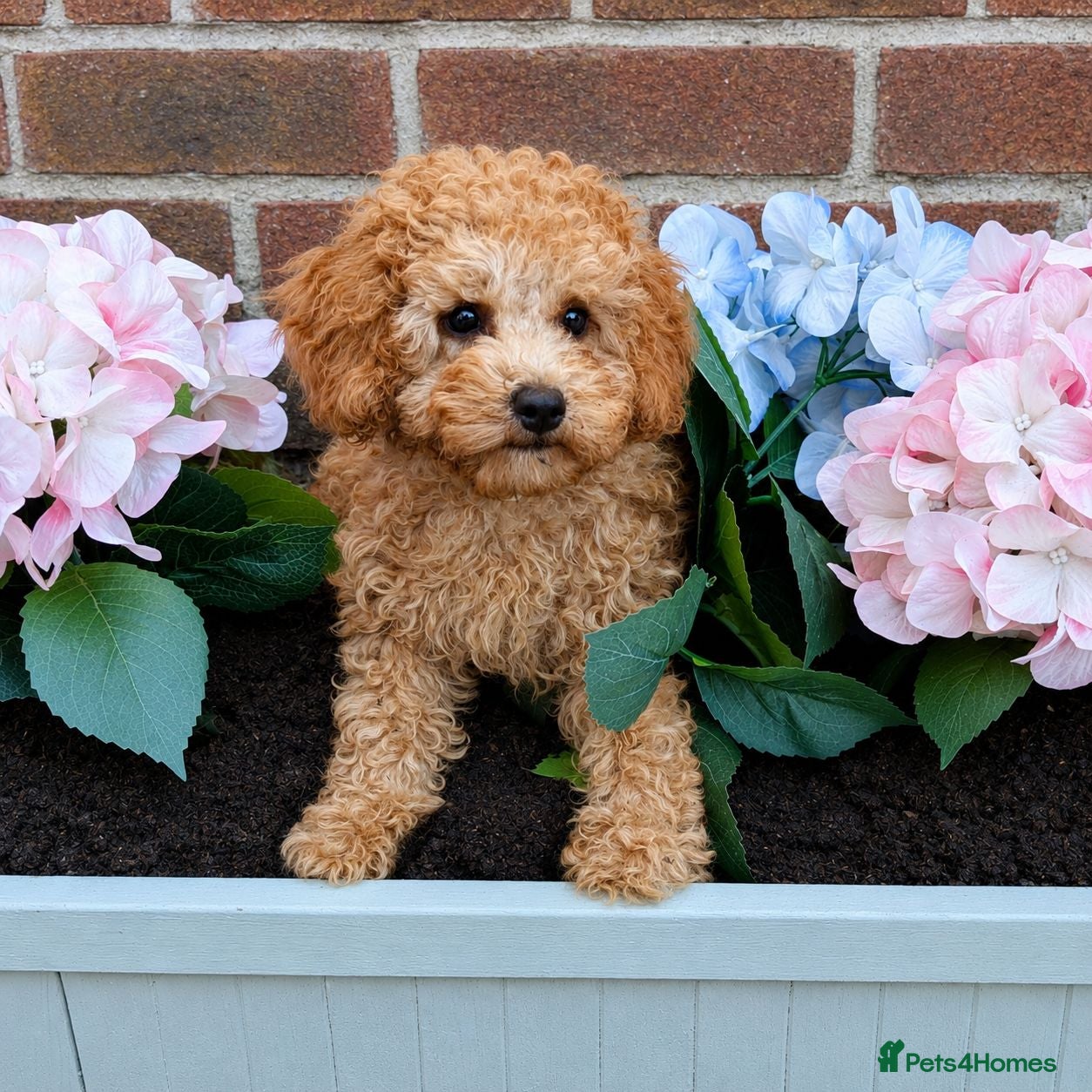 Cavapoo dogs Premium F1B Cavapoos (Puppy Culture/ENS) - Advert 1