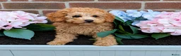 Cavapoo dogs for sale: Premium F1B Cavapoos (Puppy Culture/ENS) - Advert 1