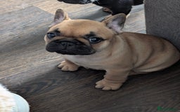French Bulldog dogs for sale: Stunning Red fawn black & tan KC reg frenchie pups - Image 10