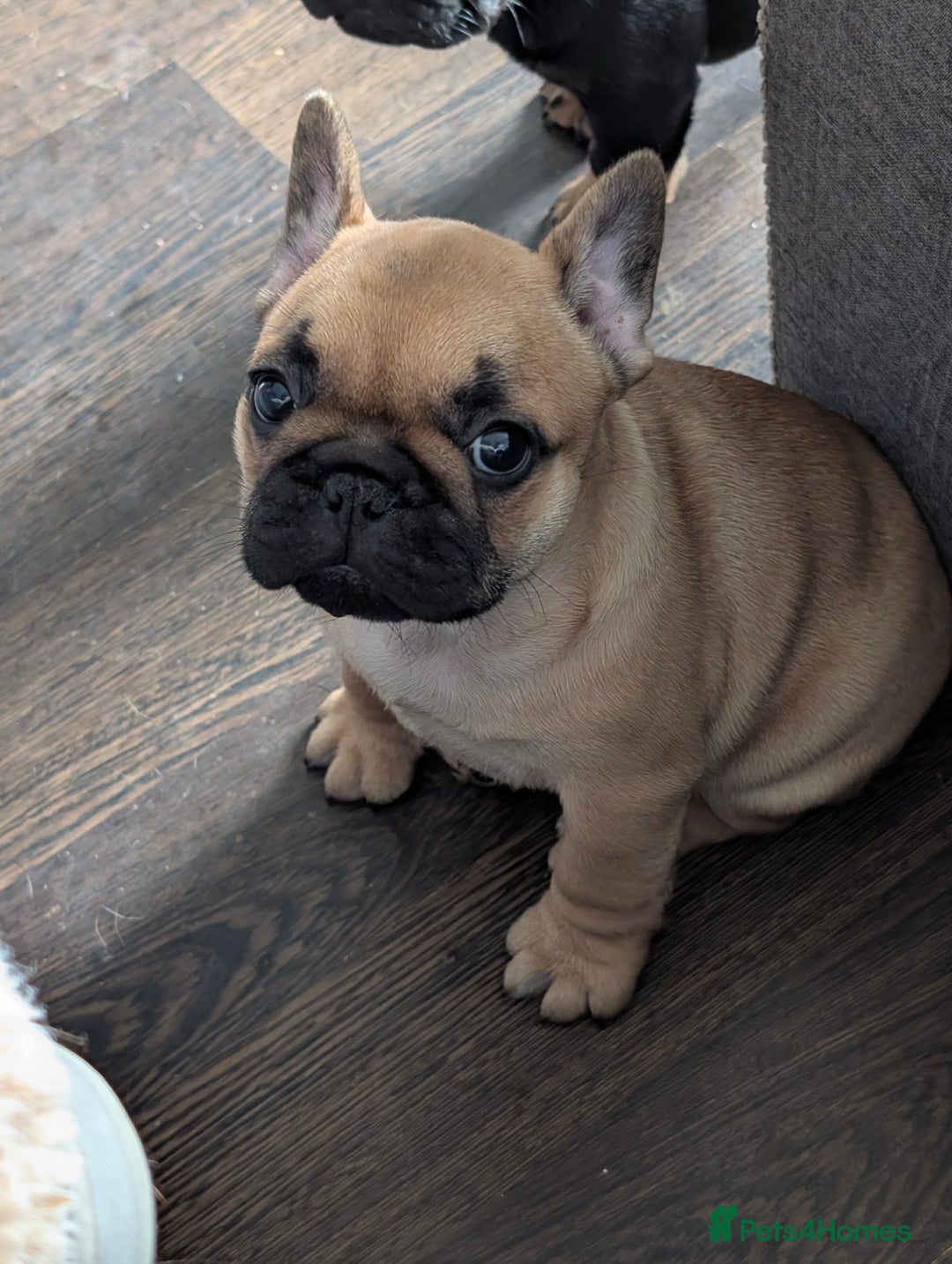 French Bulldog dogs for sale: Stunning Red fawn black & tan KC reg frenchie pups - Image 10