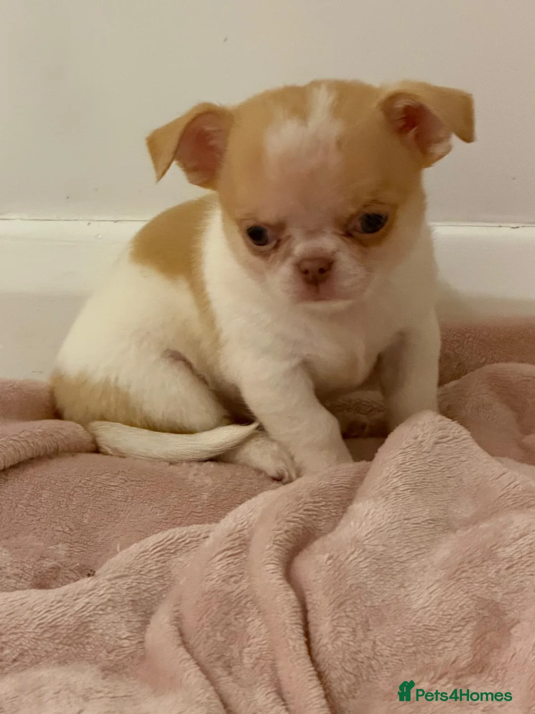 Chihuahua dogs for sale: Kc chihuahua puppies Russian and Ukraine lines - Advert 37