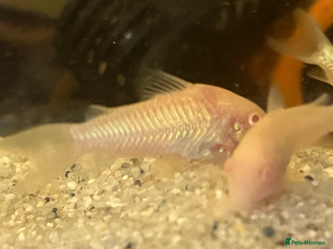 Corys fish for sale: Stunning iridescent albino corys.  - Advert 9