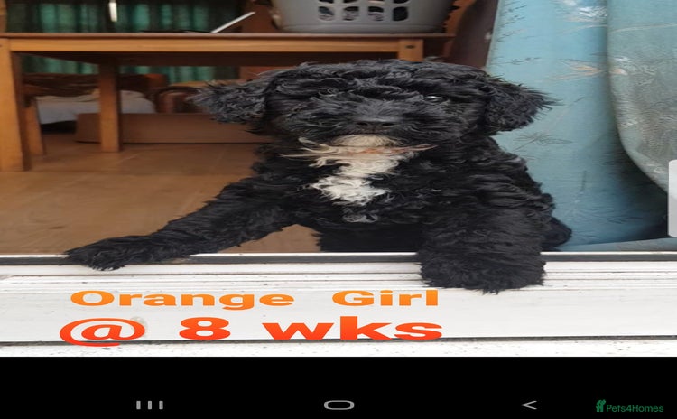 Sproodle dogs Toy Sproodle Puppies, Fabulous litter F1B - Advert 2