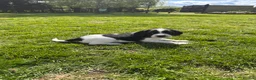 English Springer Spaniel dogs for sale: KC registered English Springer Spaniels - Advert 33