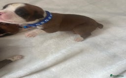 Boxer dogs for sale: Stunning Kc Boxer Puppies - Image 5
