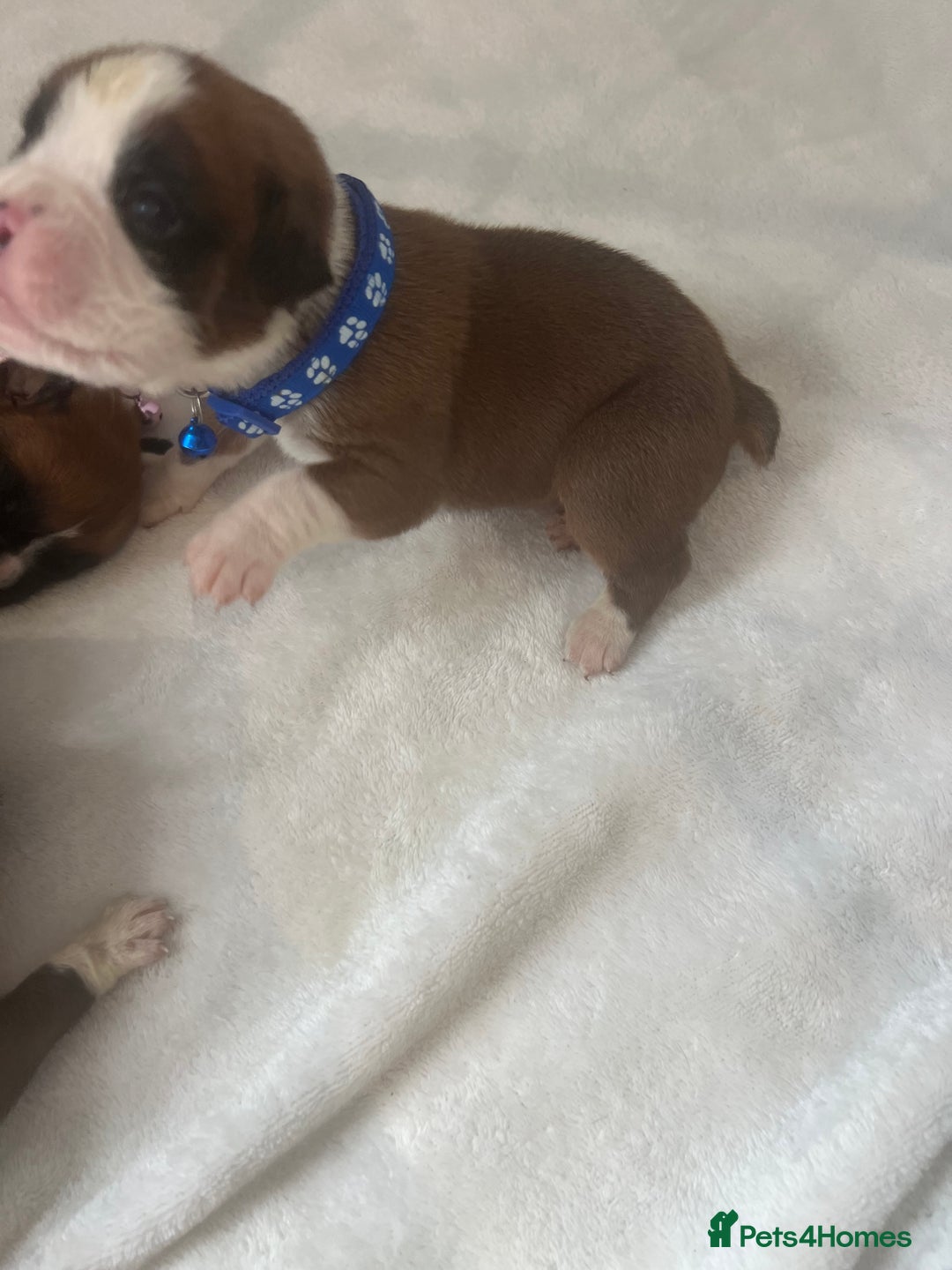 Boxer dogs for sale: Stunning Kc Boxer Puppies - Image 5