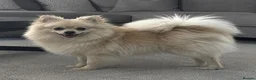 Pomeranian dogs for sale: Ready for there new homes now! - Advert 16