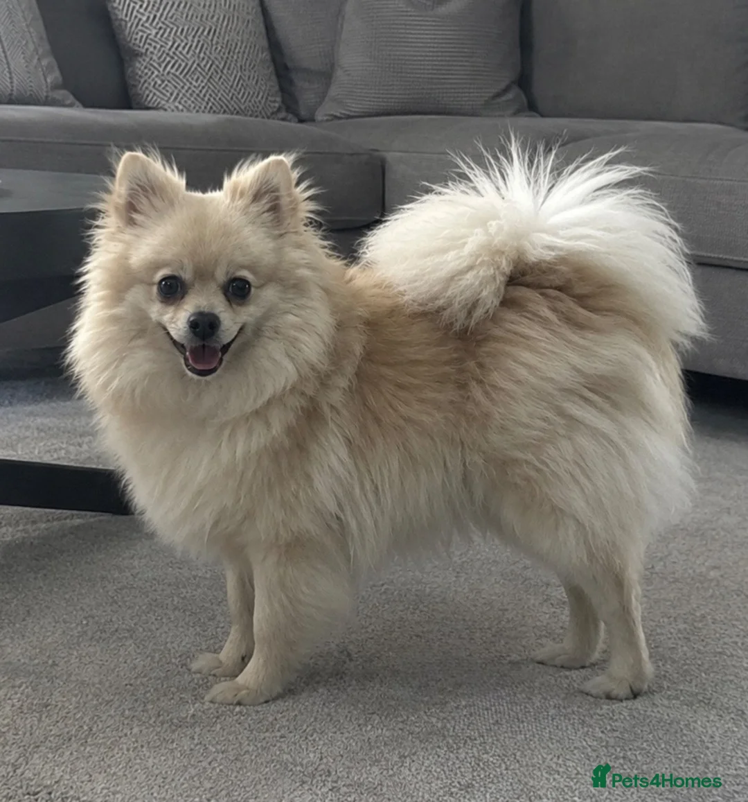 Pomeranian dogs for sale: Ready for there new homes now! - Advert 16