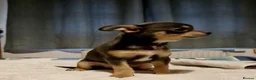 Chihuahua dogs for sale: KC registered Chihuahua  in Edinburgh - Advert 8