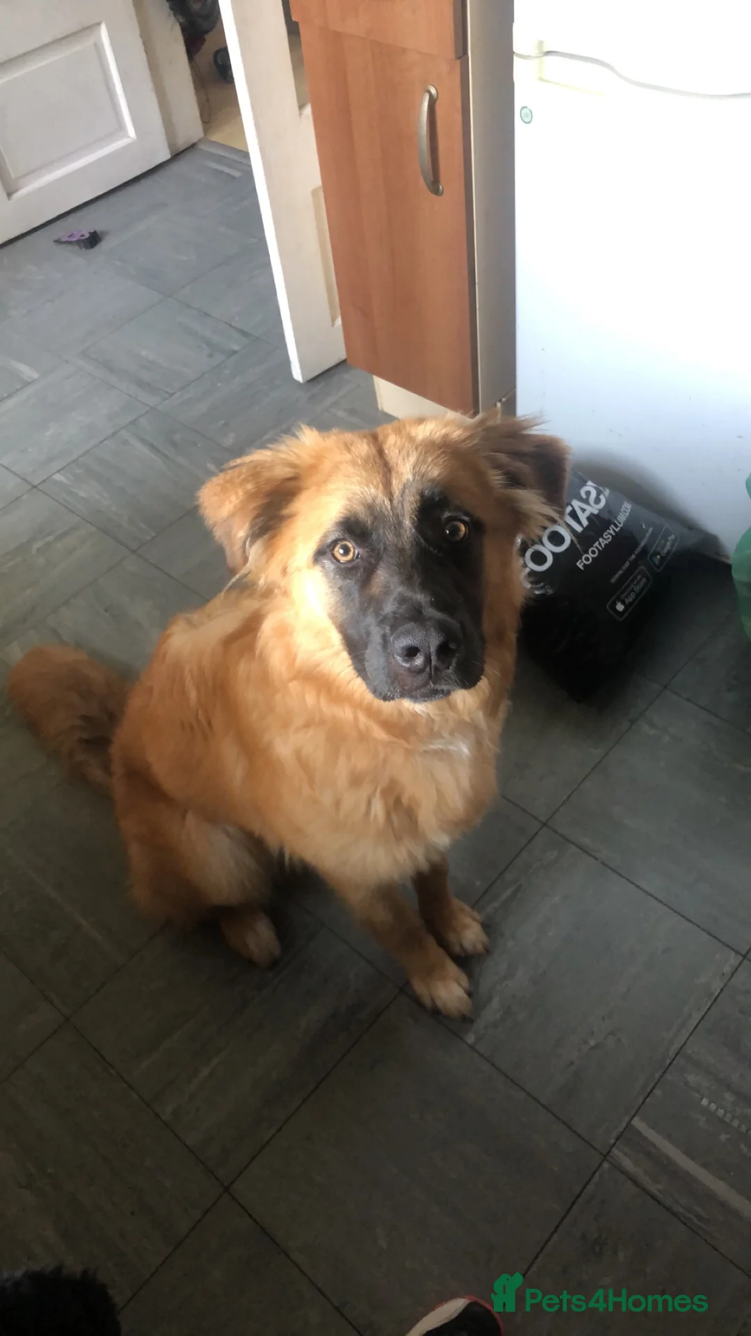 Mixed Breed dogs for stud: Lexi  in Bristol - Advert 3