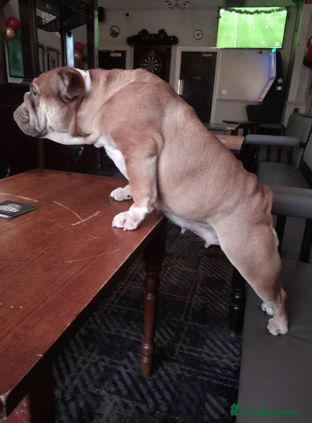 English Bulldog dogs for sale: My Narla Bear - Image 2