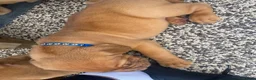 Dogue De Bordeaux dogs for sale: Dogue de Bordeaux 🐶 last 4 remaining 💙💙🩷🩷 - Advert 16