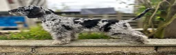 Miniature Schnauzer dogs for sale: Two Exceptional Merle Boy Pups - Advert 3