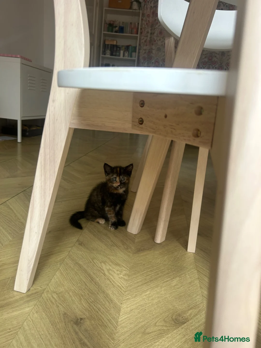 British Shorthair cats for sale: Lovely female tortoiseshell kitten for sale.  - Advert 6