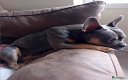 Mixed Breed dogs for sale: Staffy + frenchie  - Image 2