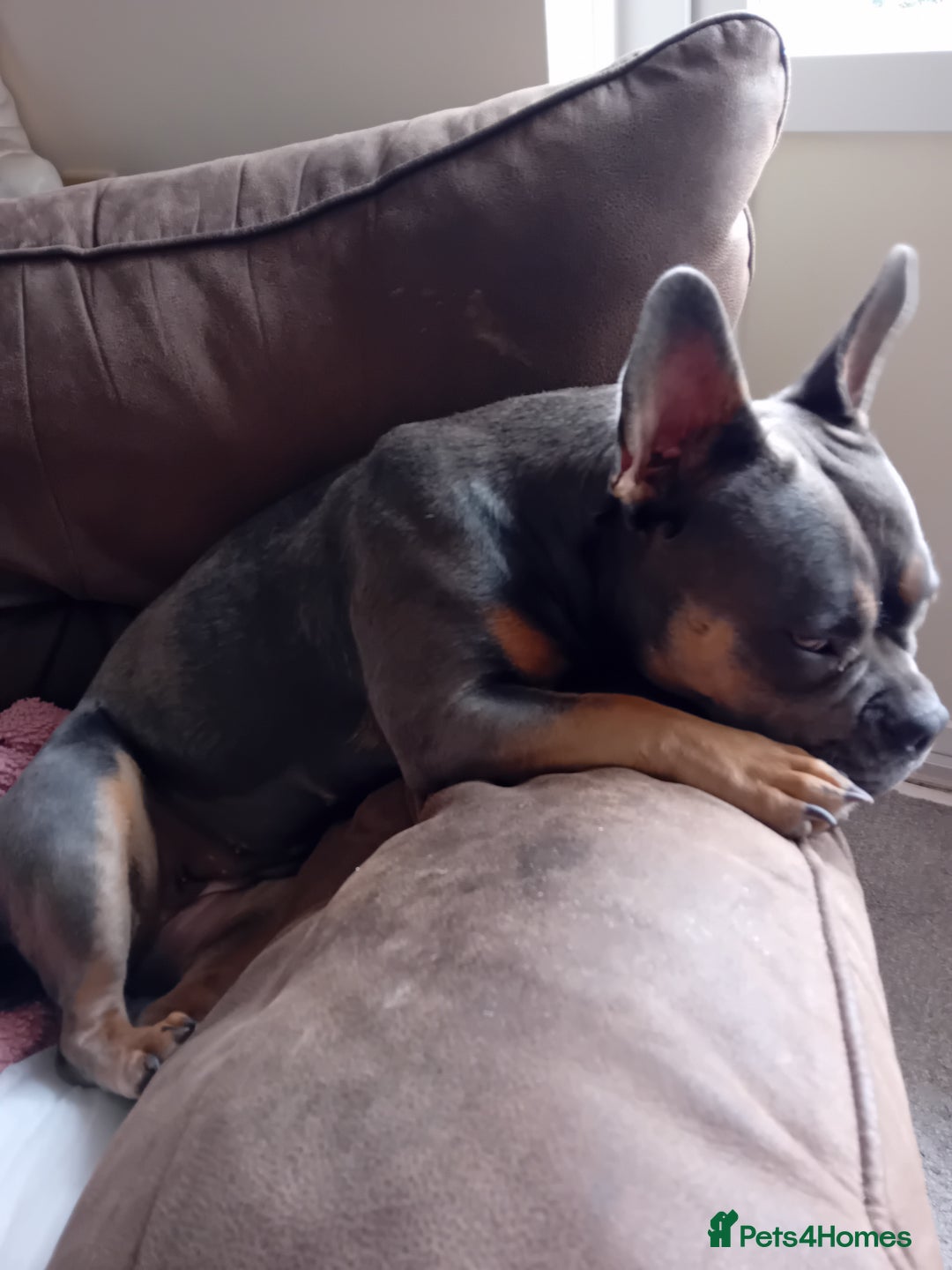 Mixed Breed dogs for sale: Staffy + frenchie  - Image 2