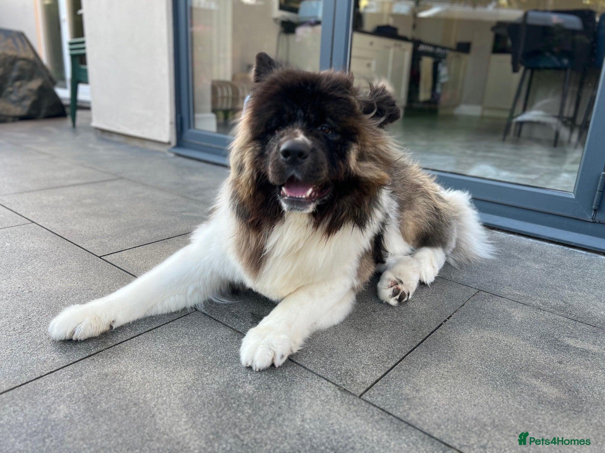 Akita dogs Well-Behaved, Handsome Akita (4.5 years) - Advert 3