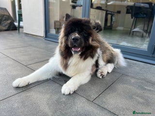 Akita dogs - Advert 5