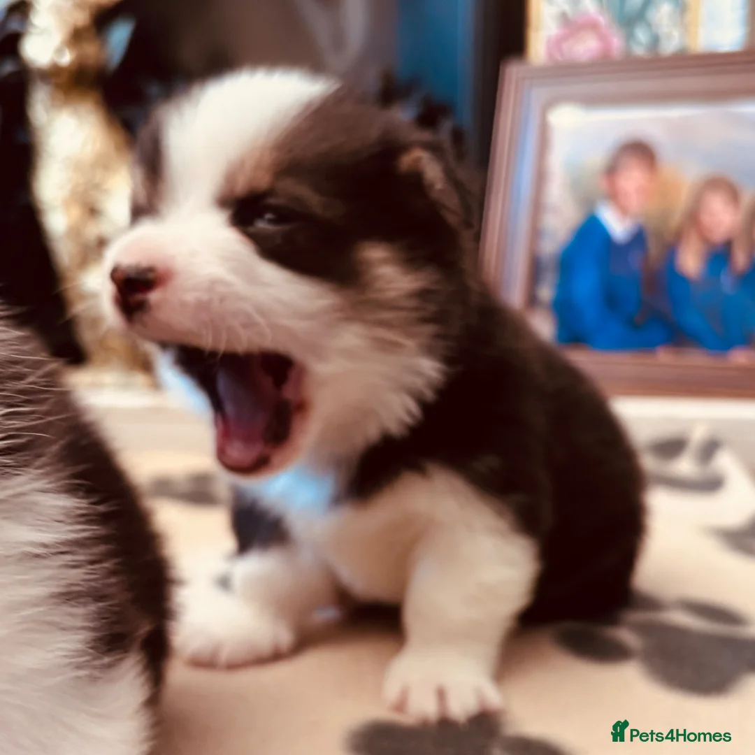 Welsh Corgi Pembroke dogs for sale: Fluffy puppies! - Advert 1