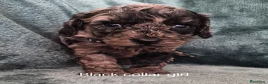 Labradoodle 7