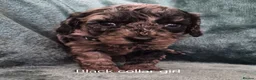 Labradoodle dogs for sale: Labradoodle pups F1B - Advert 9