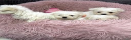 Maltese dogs for sale: Maltese puppies - Advert 9