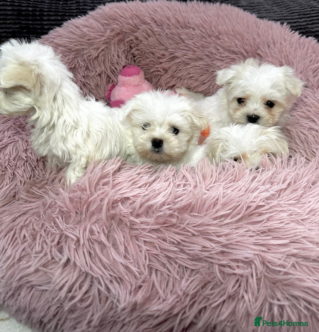 Maltese dogs for sale: Maltese puppies - Advert 9