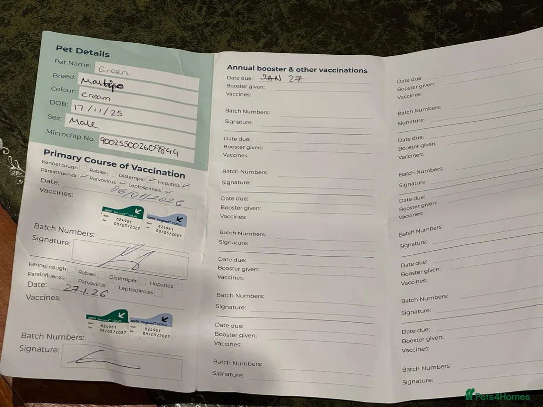 Maltipoo dogs for sale: F1 MALTIPOO PUPPY BOY Cream Colour 10 Weeks Old - Advert 11