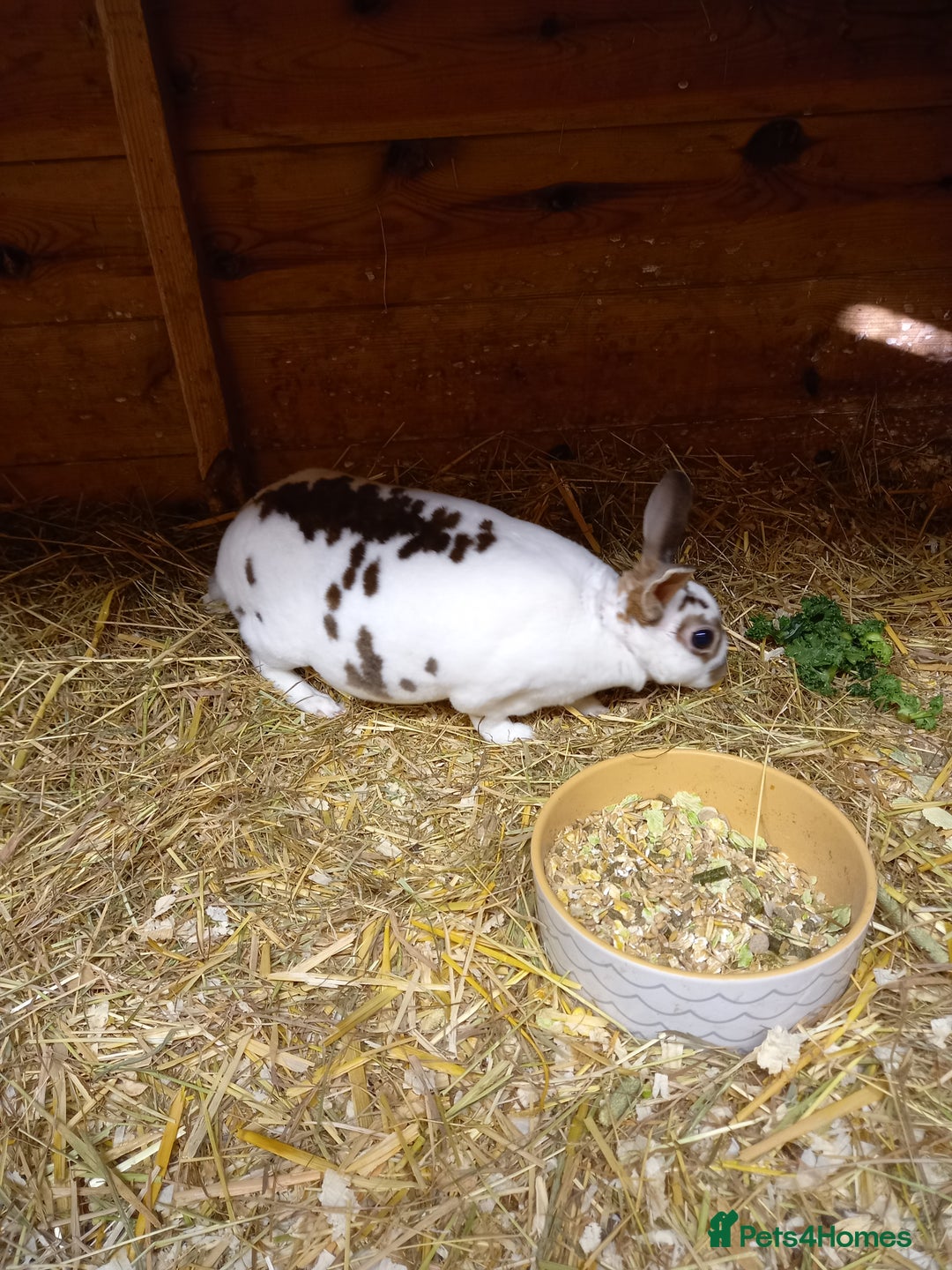 Rex rabbits for sale: Mini rex doe - Advert 5