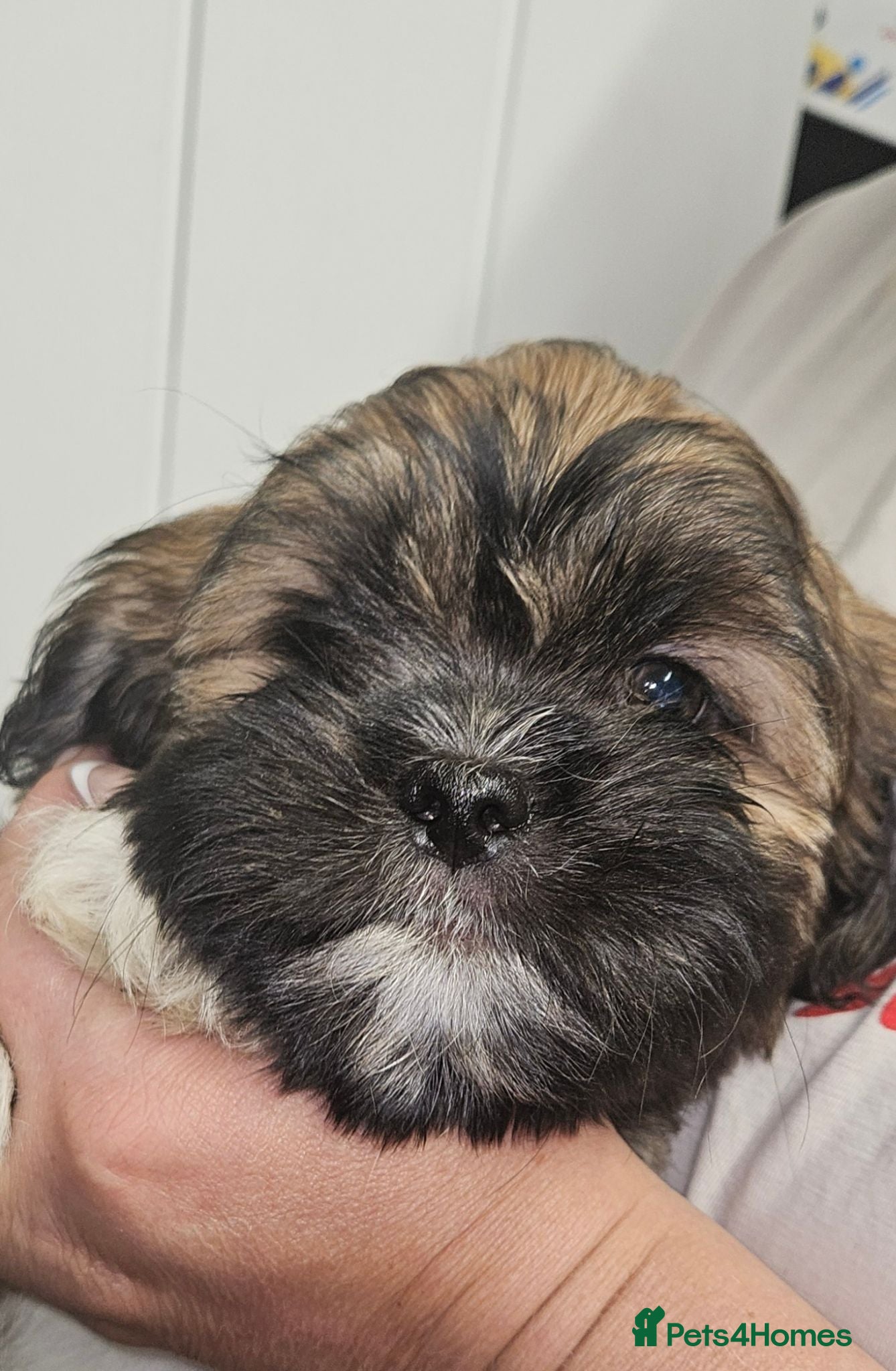 Lhasa Apso dogs Look 👀 stunning Lhasa Apso puppies. - Advert 3