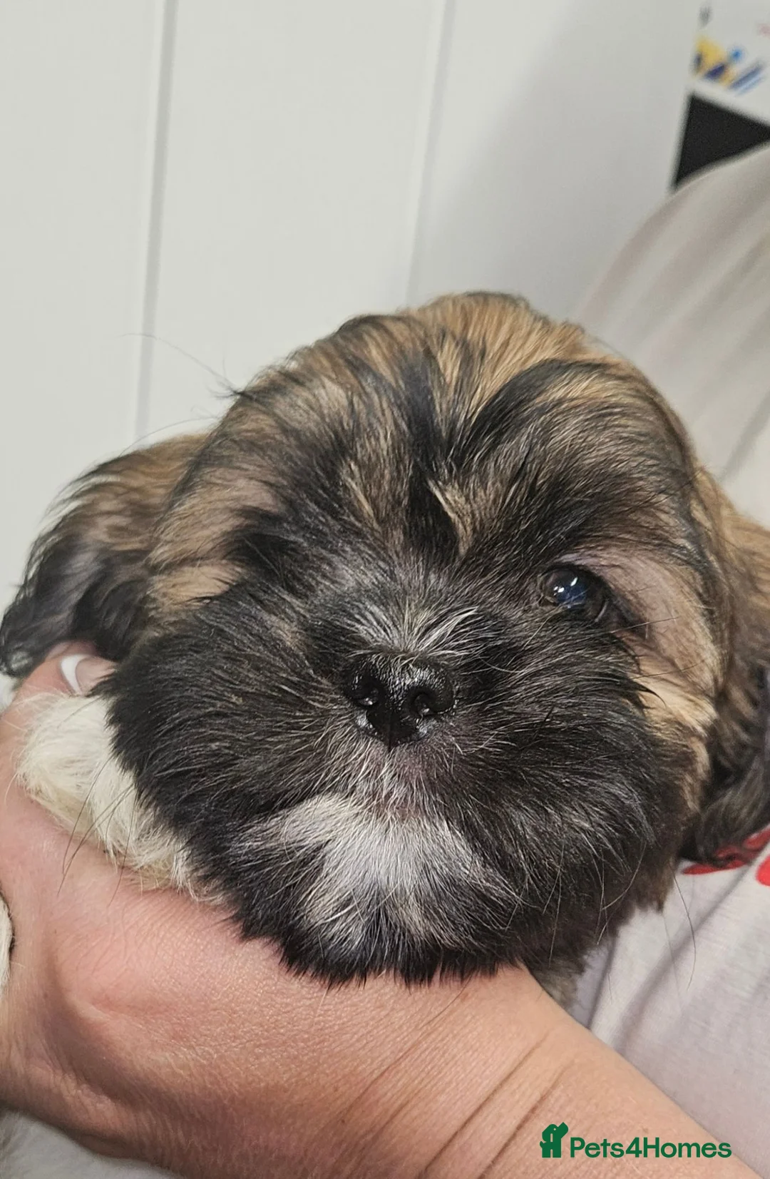 Lhasa Apso dogs for sale: Look 👀 stunning Lhasa Apso puppies. in Wakefield - Advert 1