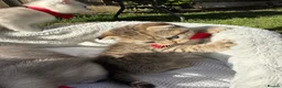 Scottish Fold cats for sale: Scottish Fold - Advert 3