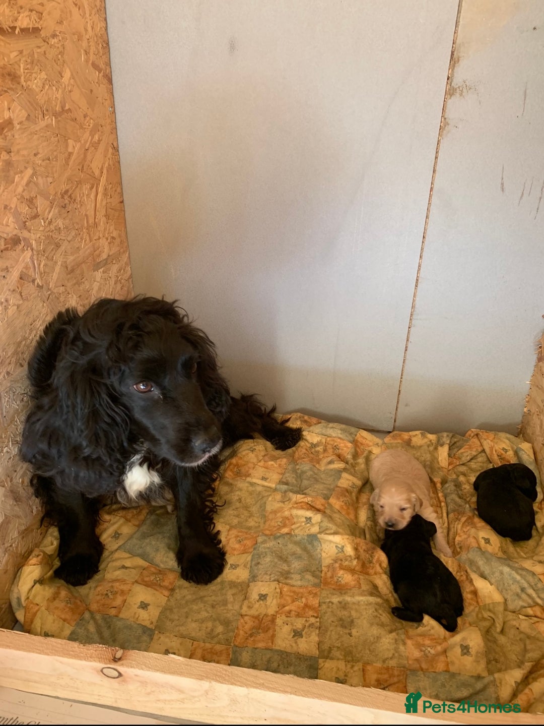 Cockapoo dogs for sale: Stunning f1 cockapoo puppies ready now  - Image 3