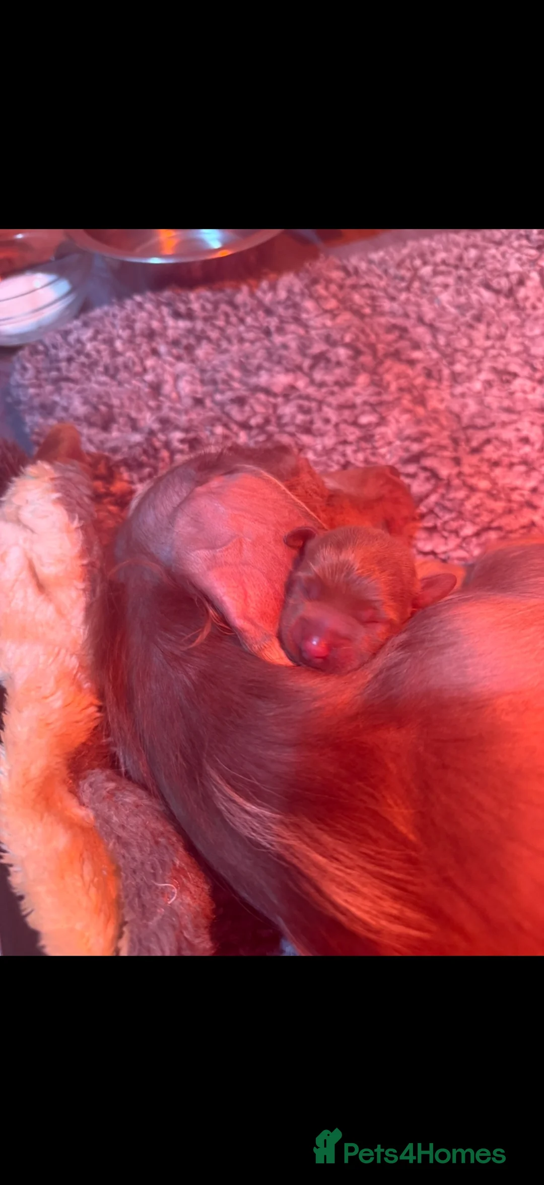 Miniature Dachshund dogs for sale: Long haired miniature dachshund❤️💙 in Wembley - Advert 7