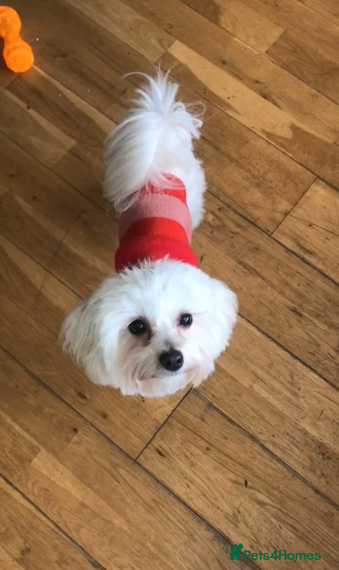 Mixed Breed dogs for sale: Maltipoo X Puppies For Sale 🐶🐾 - Image 17