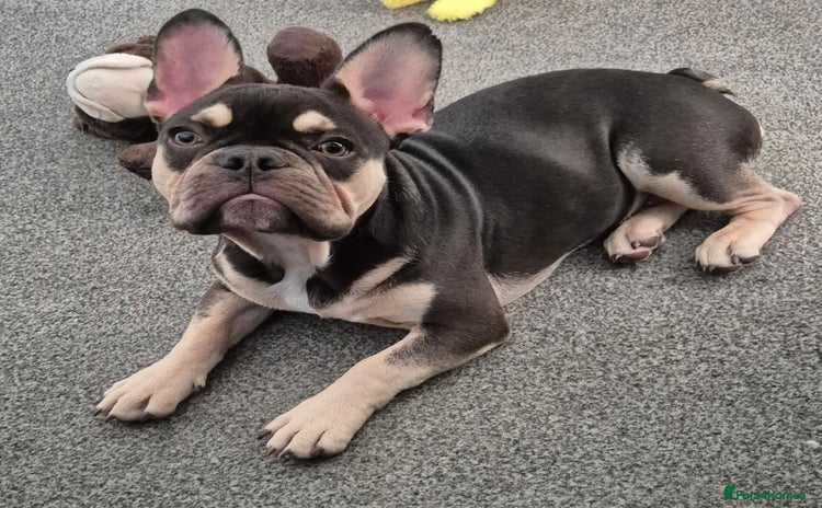 French Bulldog dogs - Advert 4