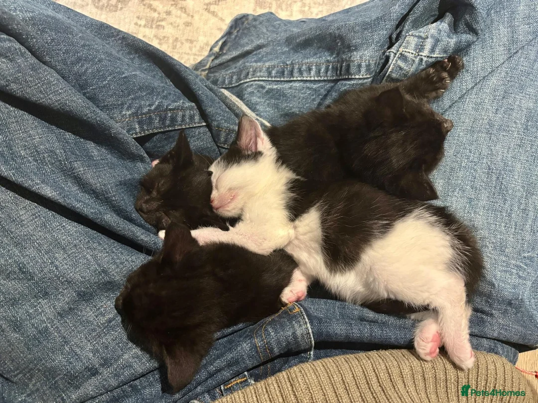 Mixed Breed cats for sale: Beautiful Hand-Reared Kittens in Guildford - Advert 17