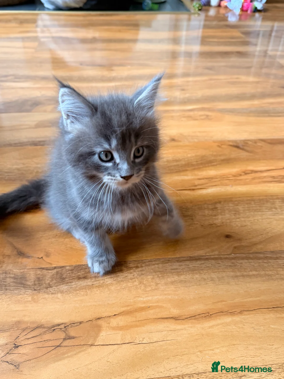 Maine Coon cats for sale: Maine coon kittens - Advert 15