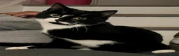 Mixed Breed cats for sale: Male Tuxedo looking for new home - Advert 3