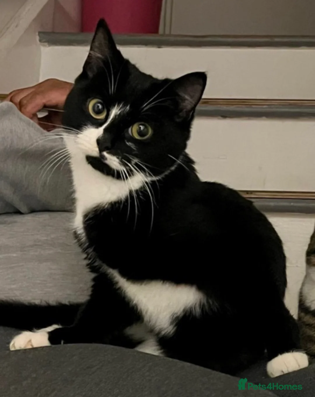 Mixed Breed cats for sale: Male Tuxedo looking for new home - Advert 3