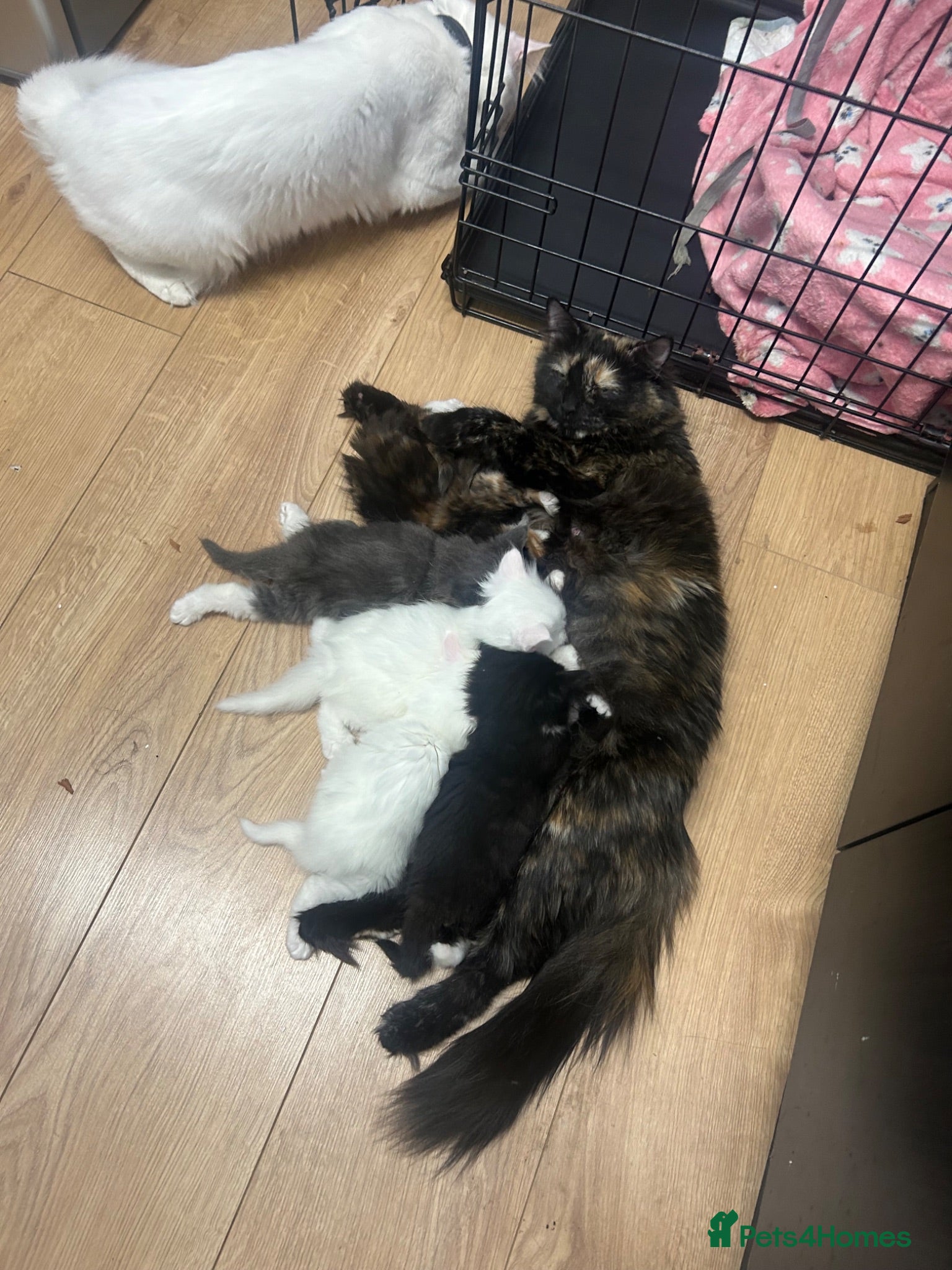 Mixed Breed cats Britishlonghair & TurkishAngora  last 2 left   - Advert 1