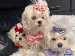 Maltese dogs ✨ Korean Maltese Hypoallergenic pure breed Girls ✨ - Advert 6