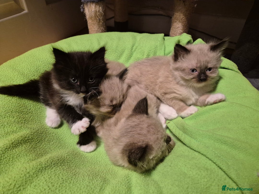Mixed Breed cats for sale: Half Ragdoll kittens  - Advert 6