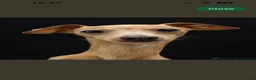 Italian Greyhound dogs for sale: Stunning Fawn Girl - Advert 11