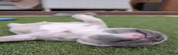 French Bulldog dogs for sale: French bulldog puppies  - Advert 18