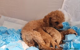 Toy Poodle dogs for sale: Tiny kc puppies,DNA&Genetic tested parents  - Image 35