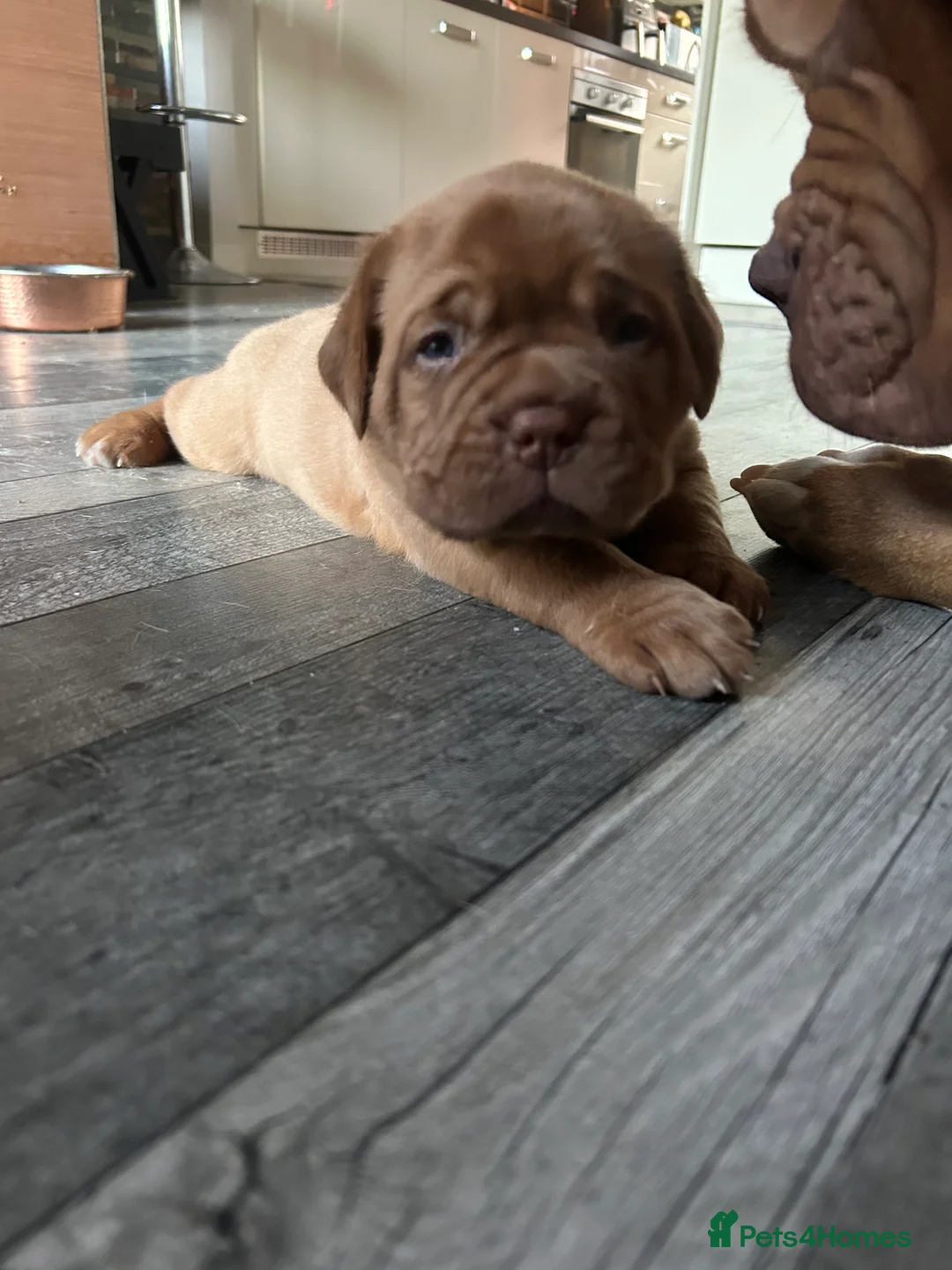 Dogue De Bordeaux dogs for stud: Proven KC Reg Dogue De Bordeaux in Newcastle upon Tyne - Advert 11