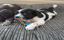 Sprocker dogs for sale: Beautiful Boy Sprocker Spaniel - Image 3
