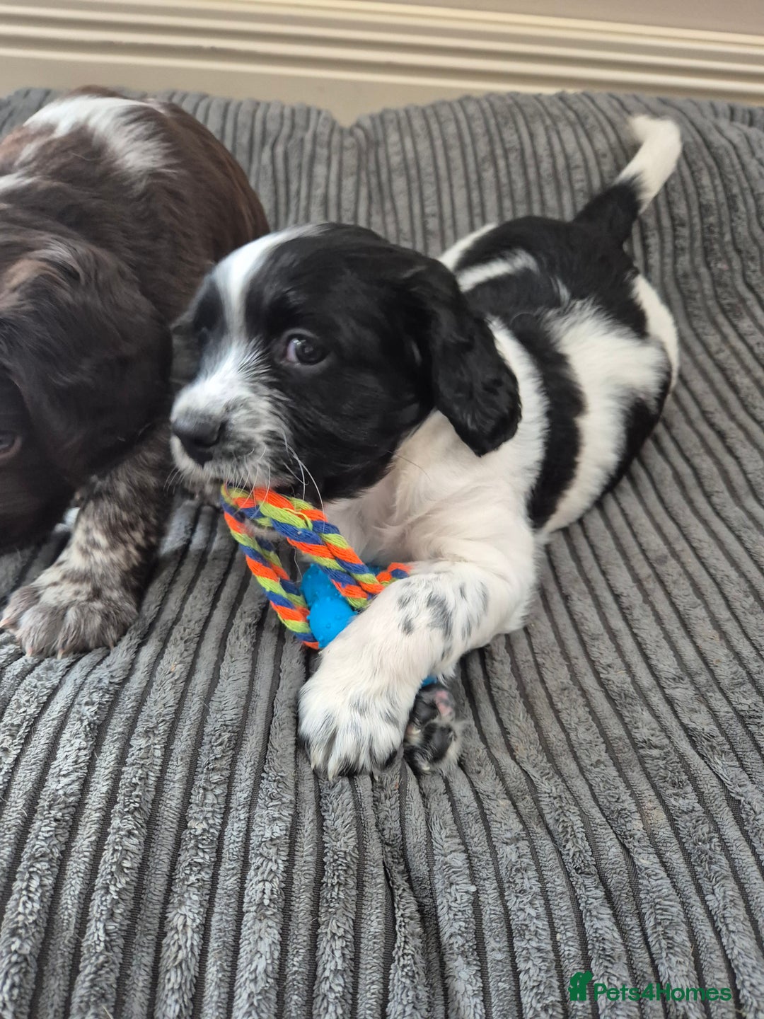 Sprocker dogs for sale: Beautiful Boy Sprocker Spaniel - Image 3