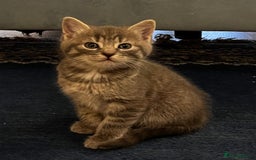Mixed Breed cats for sale: 3 loveable female kittens - Image 8